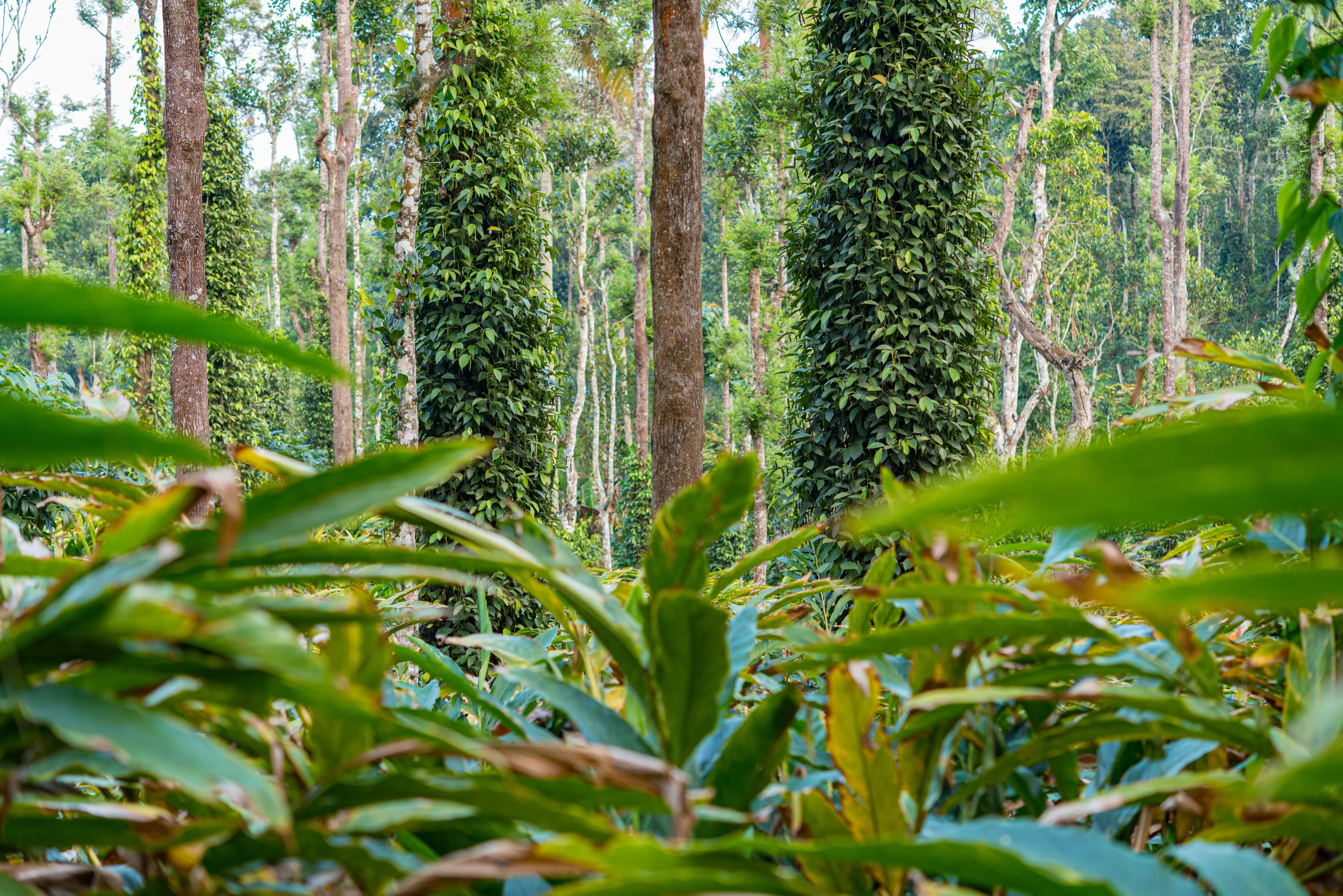 Spice Plantation Periyar